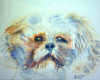 Little Dog Thumbnail (100 x 80)